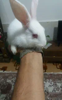 خرگوش