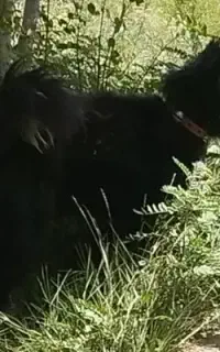 واگذاری سگ گله و نگهبان