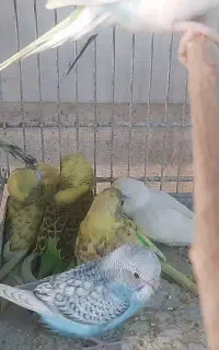 جوجه مرغ عشق