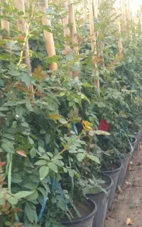 گل ساناز