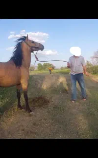 اسب سمند / نوه ژاندارک مرادی