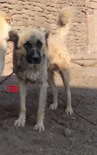 سرابی