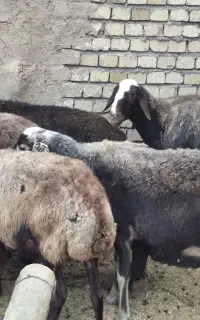 میش آبستن