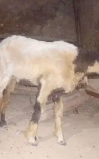بره نر و ماه
