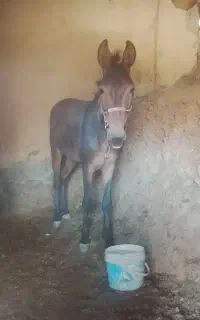 قاطر