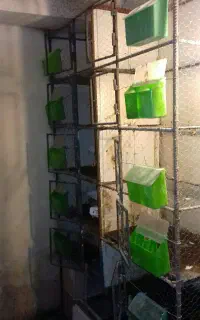 قفس جفتگاه