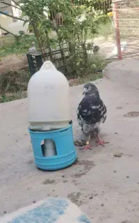 جوجه کبوتر گمشده