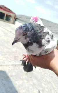 کفتر است گرو
