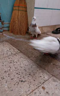 طوقی بالغ و جوجه