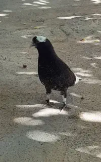 کفتر