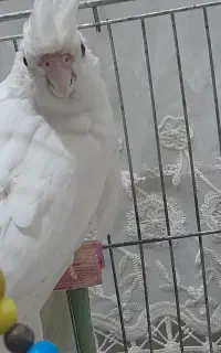 عروس هلندی نر