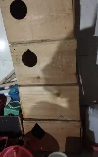 لانه عروس هلندی