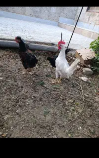 مرغ وخروس