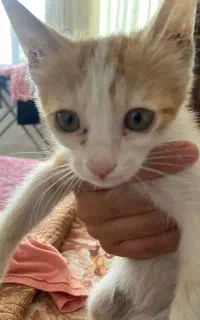 واگذاری بچه گربه