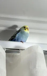 جوجه مرغ عشق