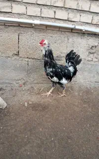 مرغ وخروس گلین