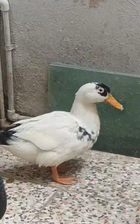 اردک