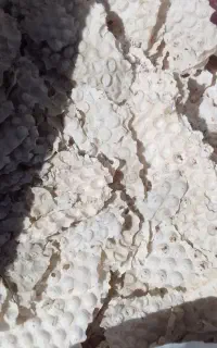 لوازم جانبی حیوانات