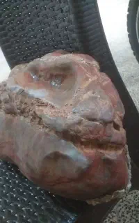 جمجمه دایناسور ۱۰۰ ملیون ساله