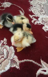 فروش اردک