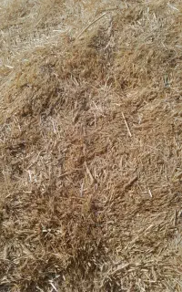 کاه گندم