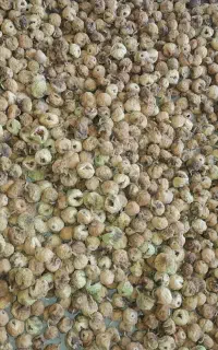 انجیر درشت گوشتی