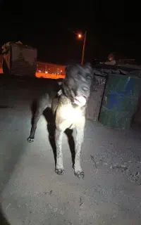 سگ ماده قلدور