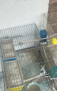 مرغ عشق نژاد دار