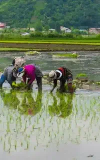 خدمات کشاورزی  شالی کاری