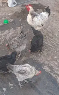 مرغ وخروس