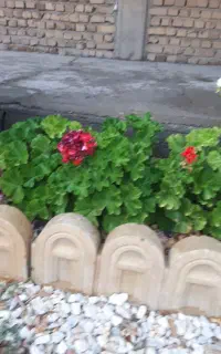 گل شمعدانی زیبا