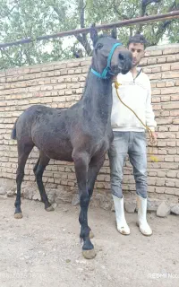 اسب‌مادیان‌
