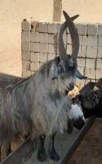 چپش دوبر