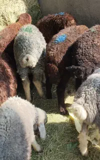 بره علف خور شیر مست
