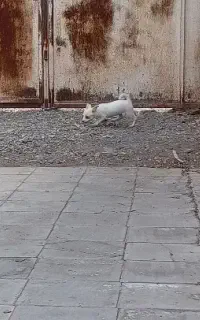 سگ پاکوتاه