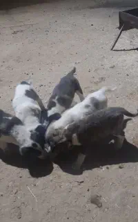 واگذاری توله نر ماده