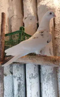 شکار