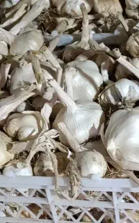 سیر تازه همدان