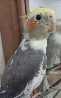 عروس هلندی گم شده