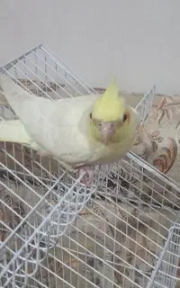 عروس هلندی