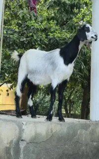 دو عدد بز پاکستانی