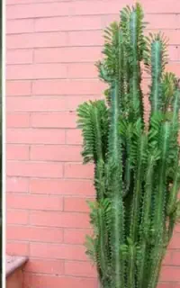 گل کاکتوس طبیعی زیبا و شاداب
