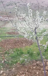 باغ فروشی