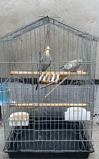 پرنده