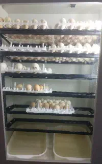 دستگاه جوجه کشی از تمام تخم های نطفه دار