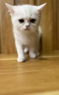 فروش برتیش ماده کامل سفید۵ماهه (بازدید‌ لنگرود )