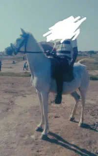 مادیون حمدانی