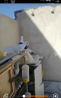 گراف