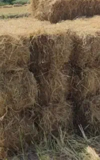 سرچینا کاه