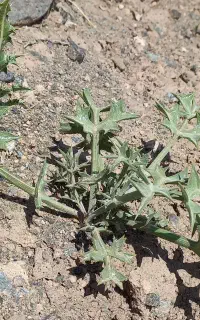 خارمشک خشک درجه یک